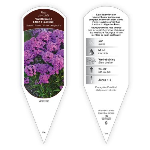 G732 Phlox Paniculata 'fashionably Early Flamingo' - View 20 from www redcrocus com