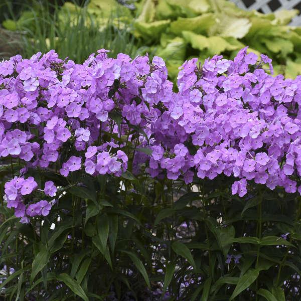 G732 Phlox Paniculata 'fashionably Early Flamingo' - View 22 from www redcrocus com