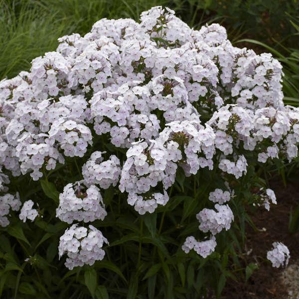 G732 Phlox Paniculata 'fashionably Early Flamingo' - View 23 from www redcrocus com