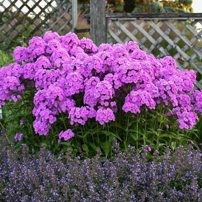 G732 Phlox Paniculata 'fashionably Early Flamingo' - View 24 from www redcrocus com