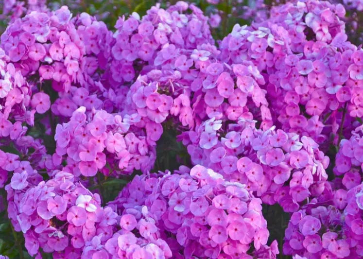 G732 Phlox Paniculata 'fashionably Early Flamingo' - View 25 from www redcrocus com