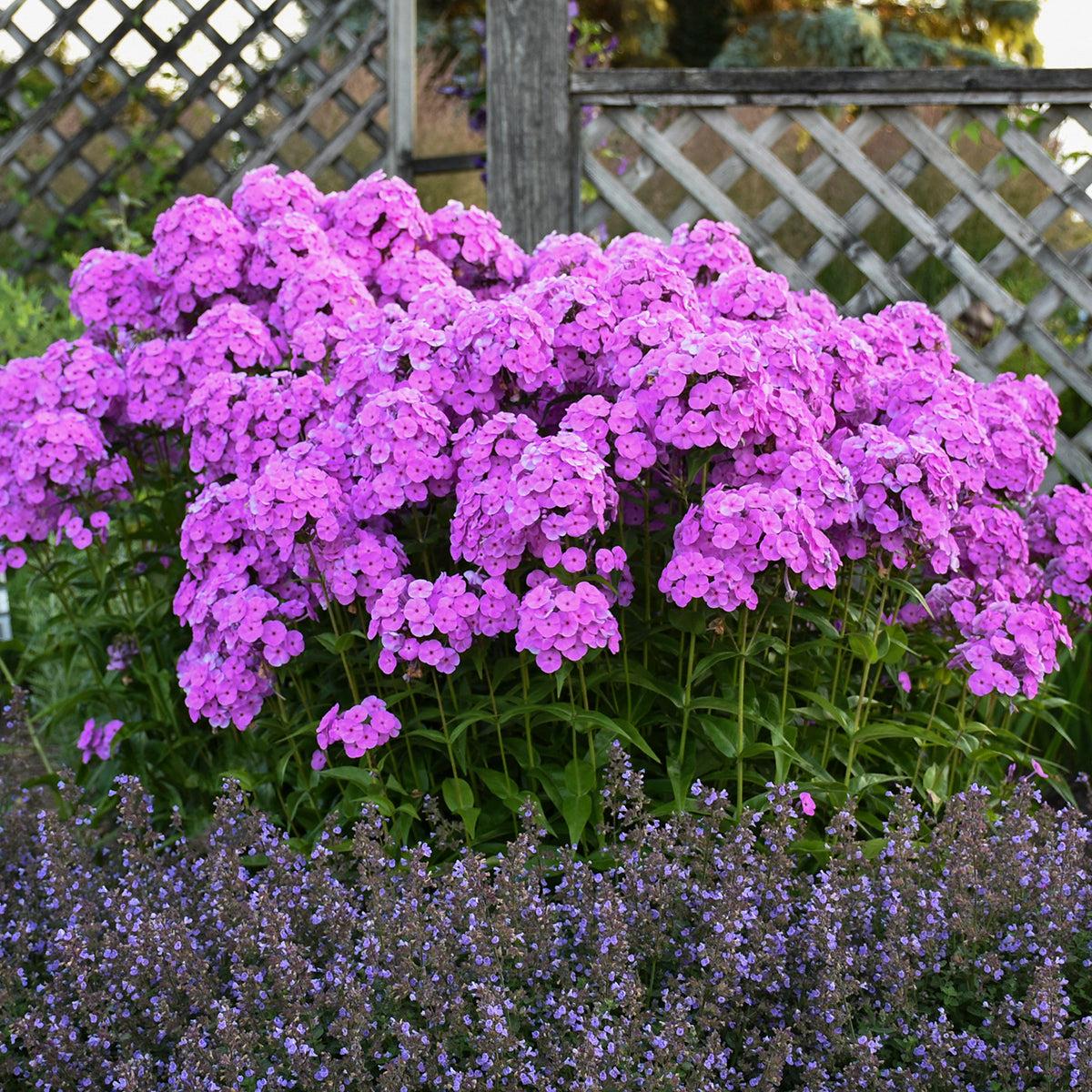 G732 Phlox Paniculata 'fashionably Early Flamingo' - View 26 from www redcrocus com