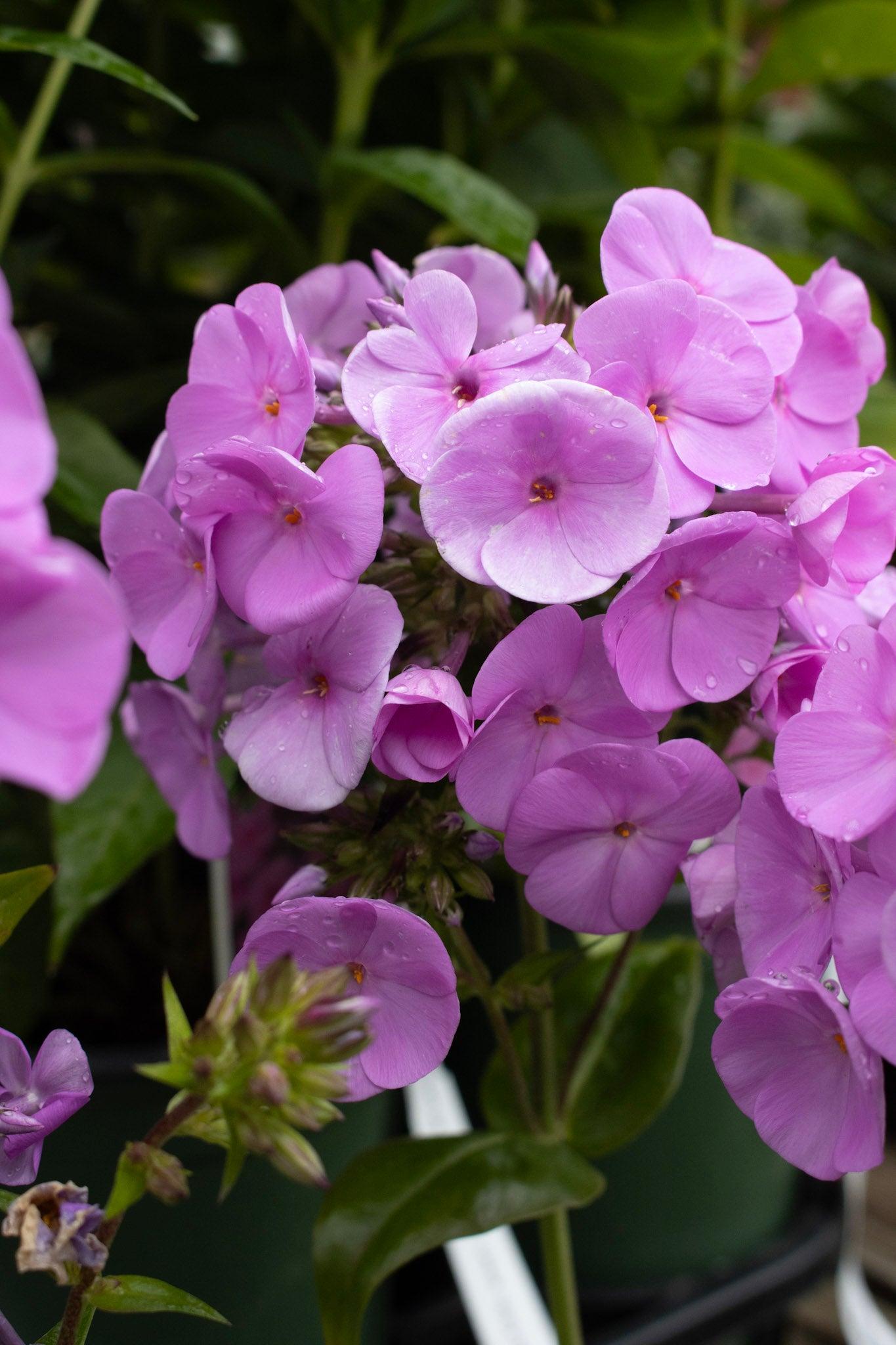G732 Phlox Paniculata 'fashionably Early Flamingo' - View 28 from www redcrocus com