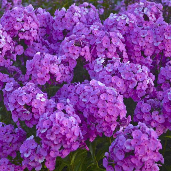 G732 Phlox Paniculata 'fashionably Early Flamingo' - View 2 from www redcrocus com