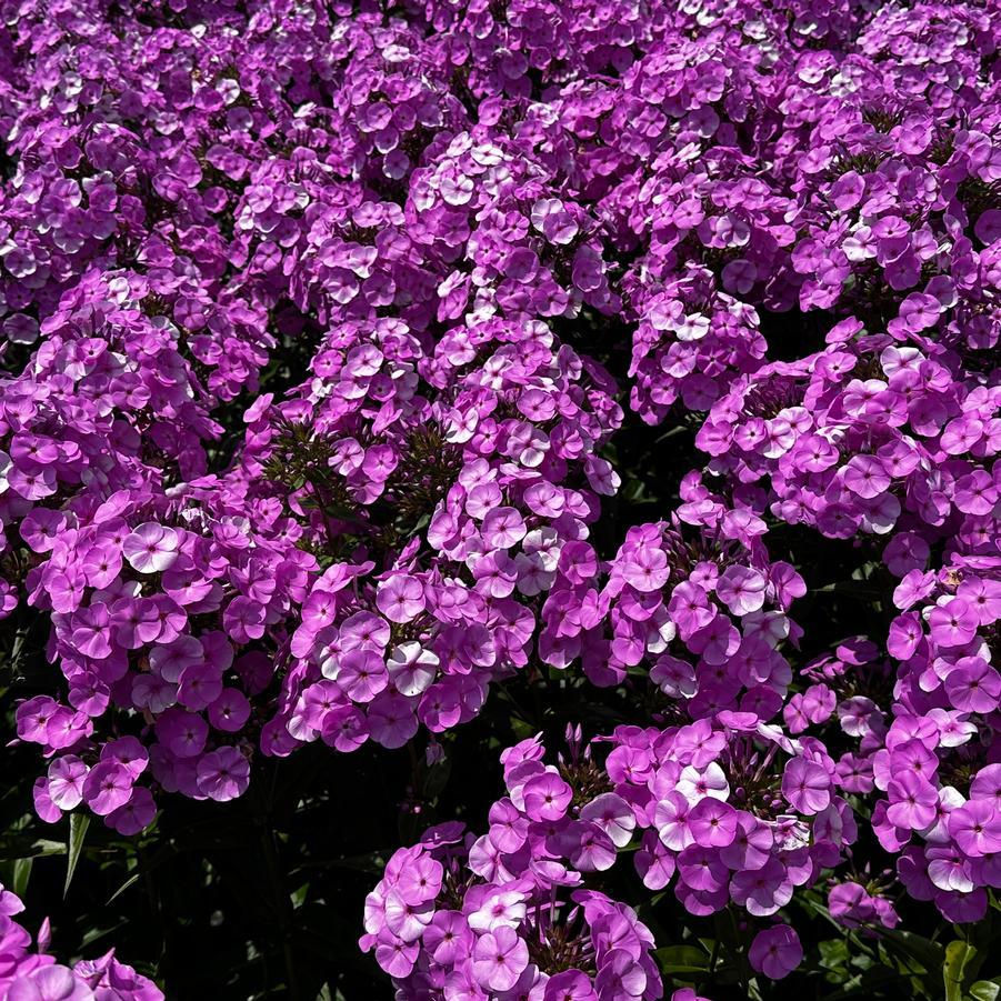 G732 Phlox Paniculata 'fashionably Early Flamingo' - View 30 from www redcrocus com