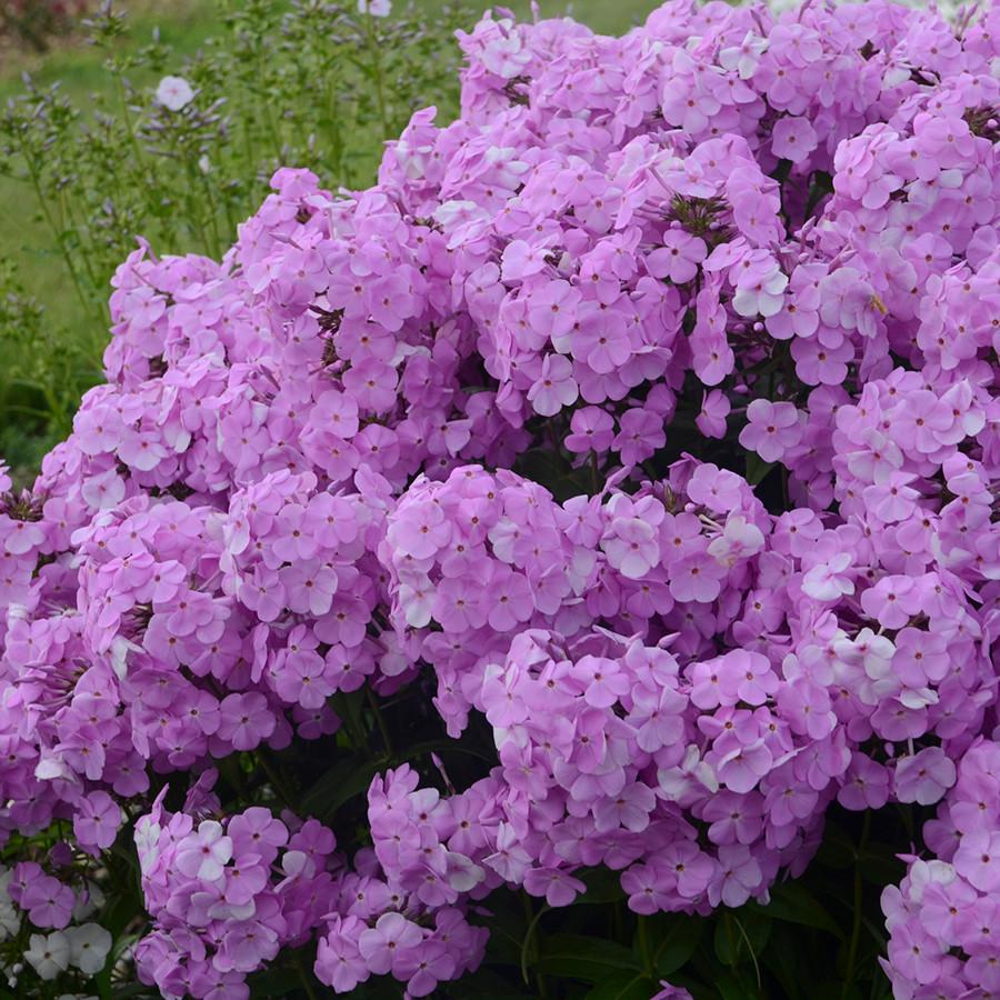 G732 Phlox Paniculata 'fashionably Early Flamingo' - View 32 from www redcrocus com