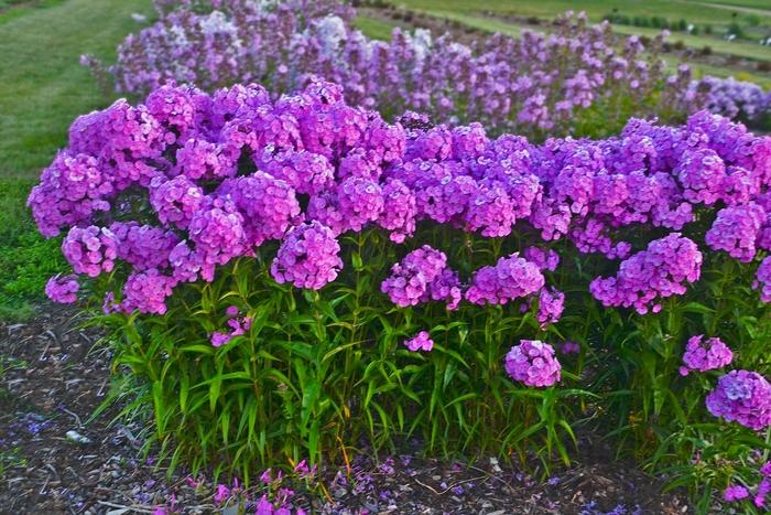 G732 Phlox Paniculata 'fashionably Early Flamingo' - View 3 from www redcrocus com