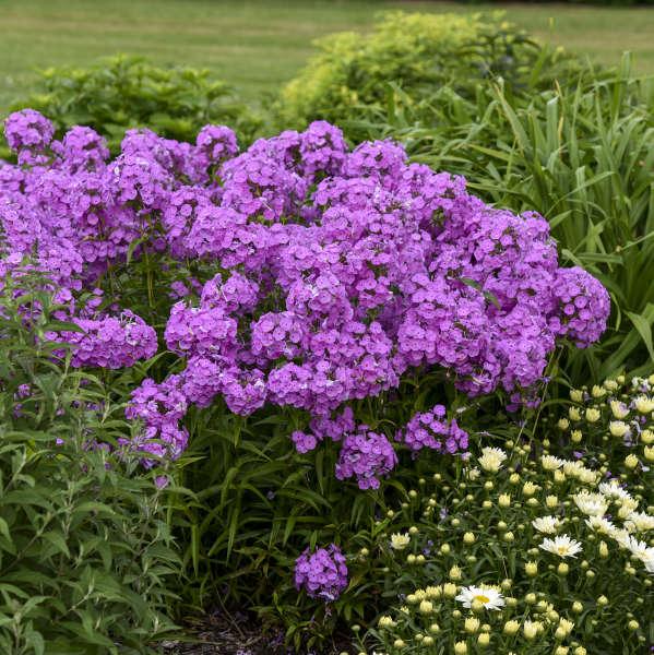 G732 Phlox Paniculata 'fashionably Early Flamingo' - View 4 from www redcrocus com