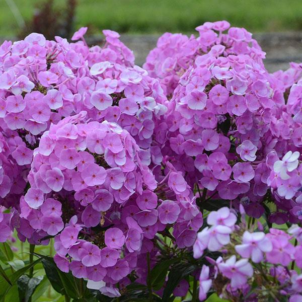 G732 Phlox Paniculata 'fashionably Early Flamingo' - View 5 from www redcrocus com