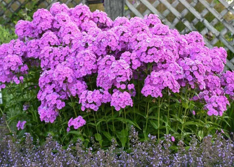 G732 Phlox Paniculata 'fashionably Early Flamingo' - View 9 from www redcrocus com