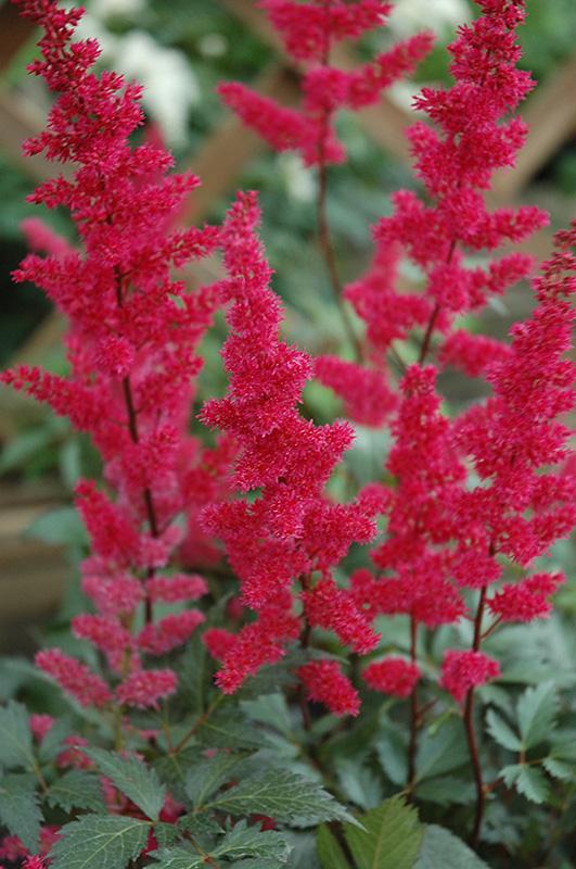 G737 Astilbe X Arendsii 'fanal' - View 10 from www redcrocus com