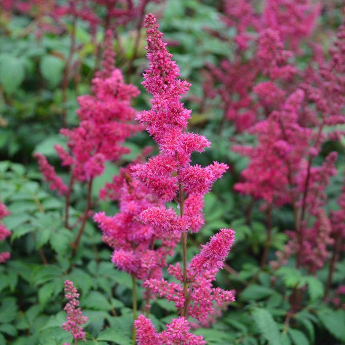 G737 Astilbe X Arendsii 'fanal' - View 12 from www redcrocus com