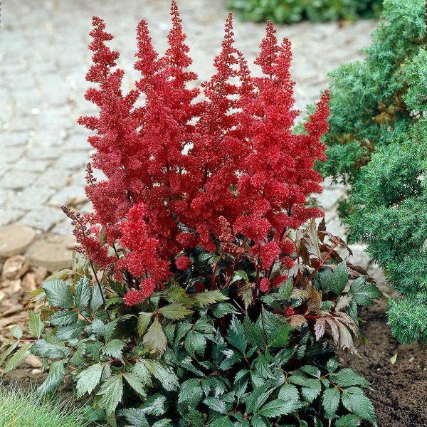 G737 Astilbe X Arendsii 'fanal' - View 13 from www redcrocus com