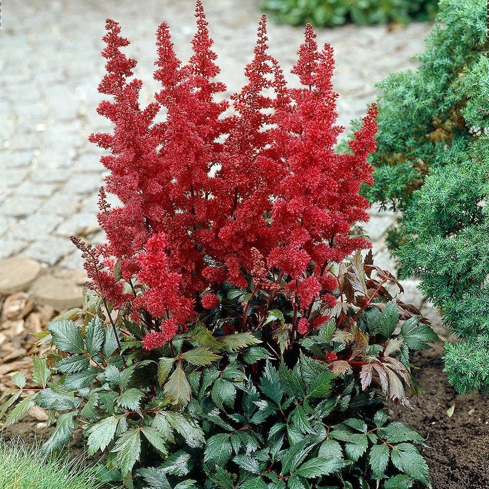 G737 Astilbe X Arendsii 'fanal' - View 14 from www redcrocus com