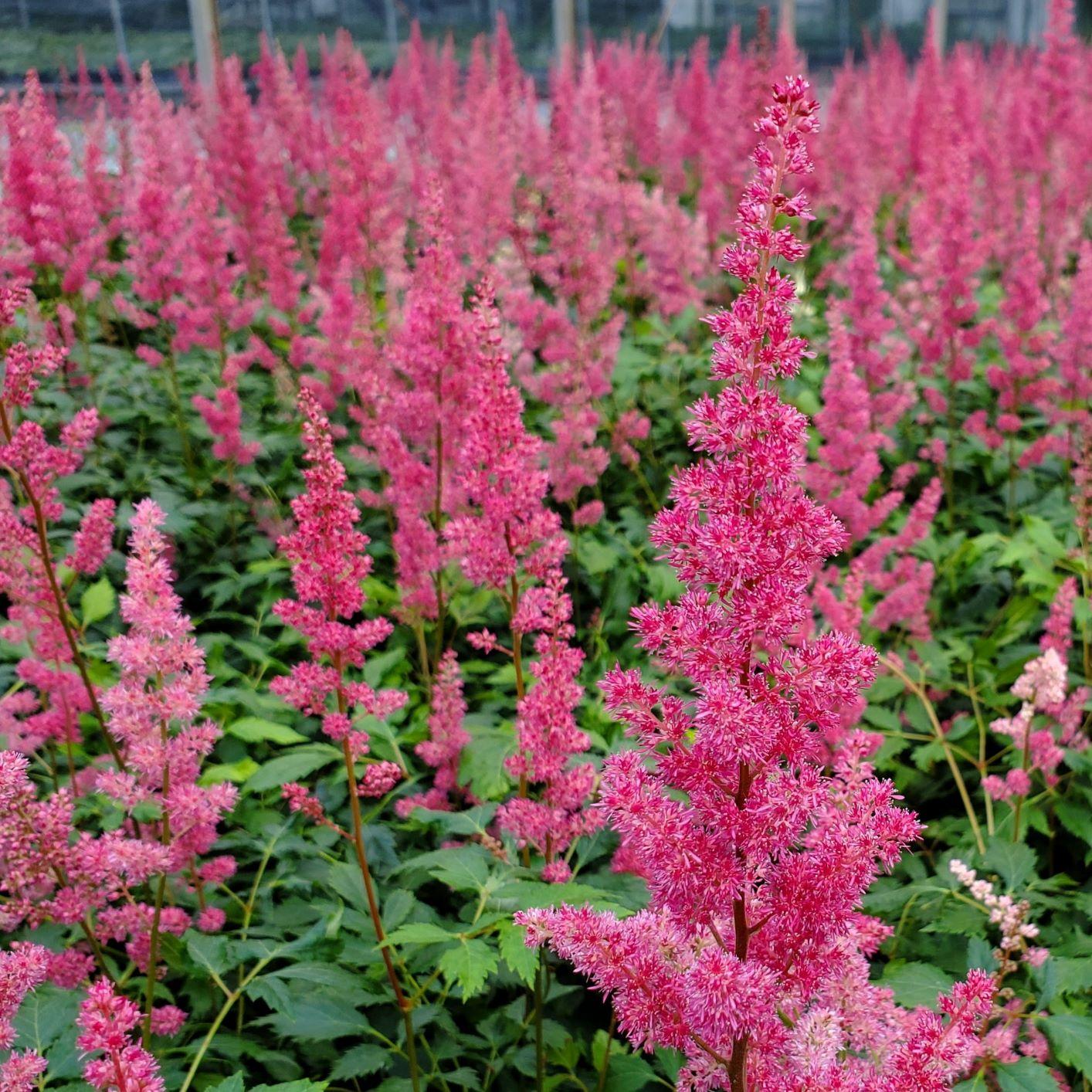 G737 Astilbe X Arendsii 'fanal' - View 16 from www redcrocus com