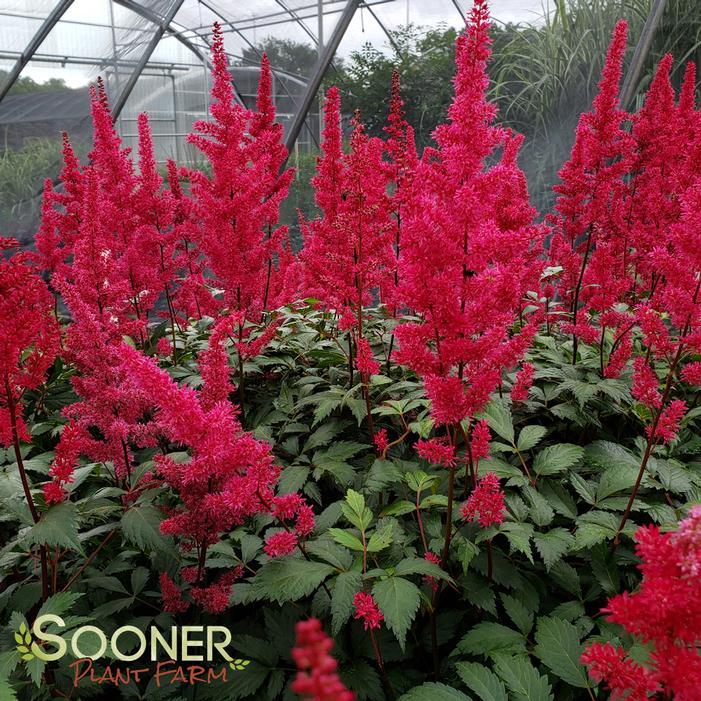 G737 Astilbe X Arendsii 'fanal' - View 18 from www redcrocus com