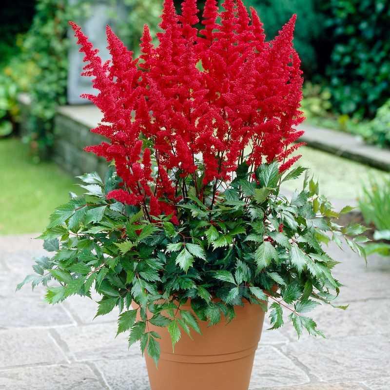 G737 Astilbe X Arendsii 'fanal' - View 19 from www redcrocus com