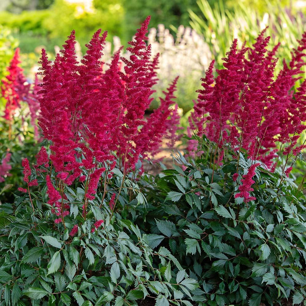 G737 Astilbe X Arendsii 'fanal' - View 1 from www redcrocus com