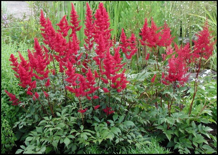 G737 Astilbe X Arendsii 'fanal' - View 21 from www redcrocus com