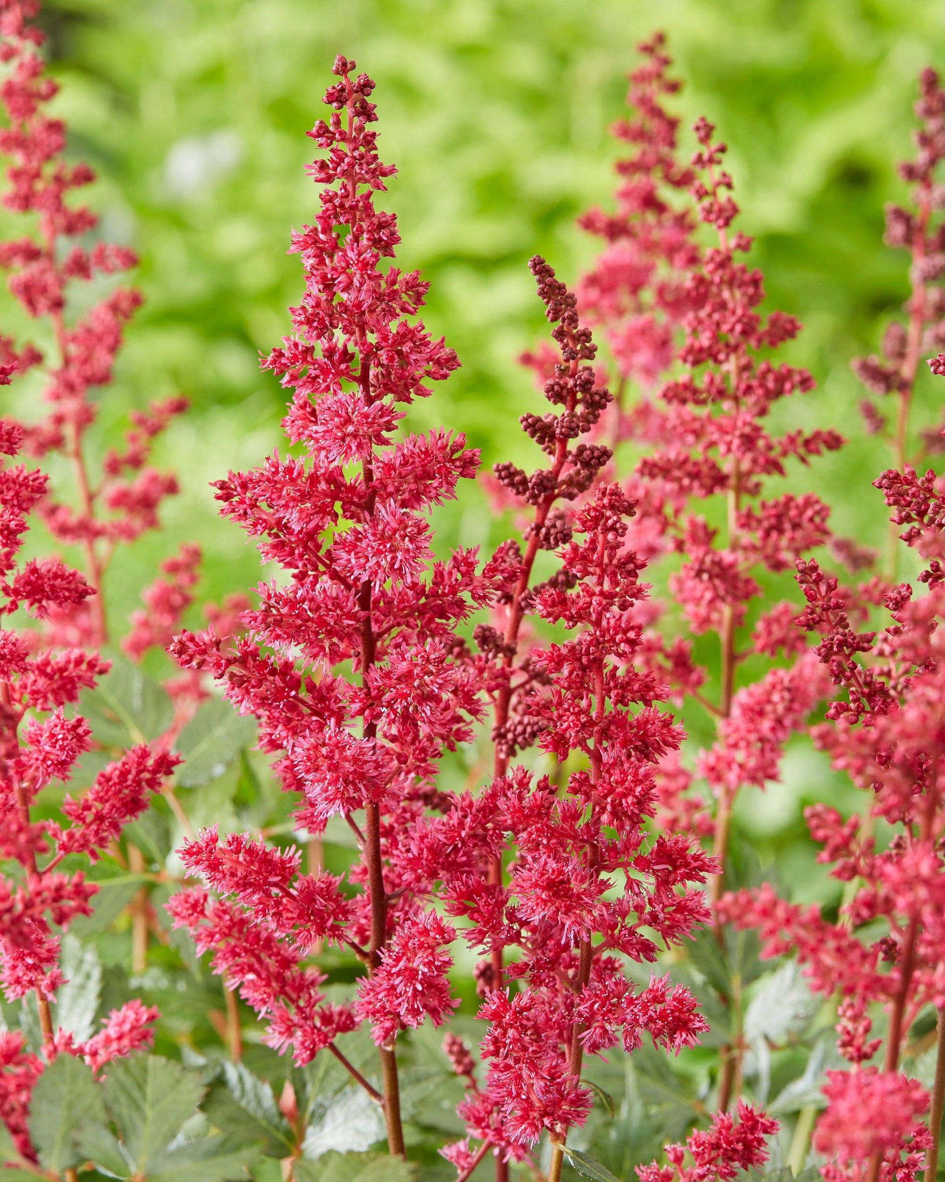 G737 Astilbe X Arendsii 'fanal' - View 24 from www redcrocus com