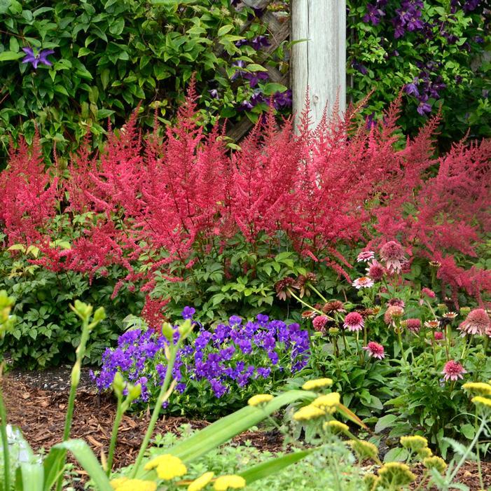 G737 Astilbe X Arendsii 'fanal' - View 25 from www redcrocus com