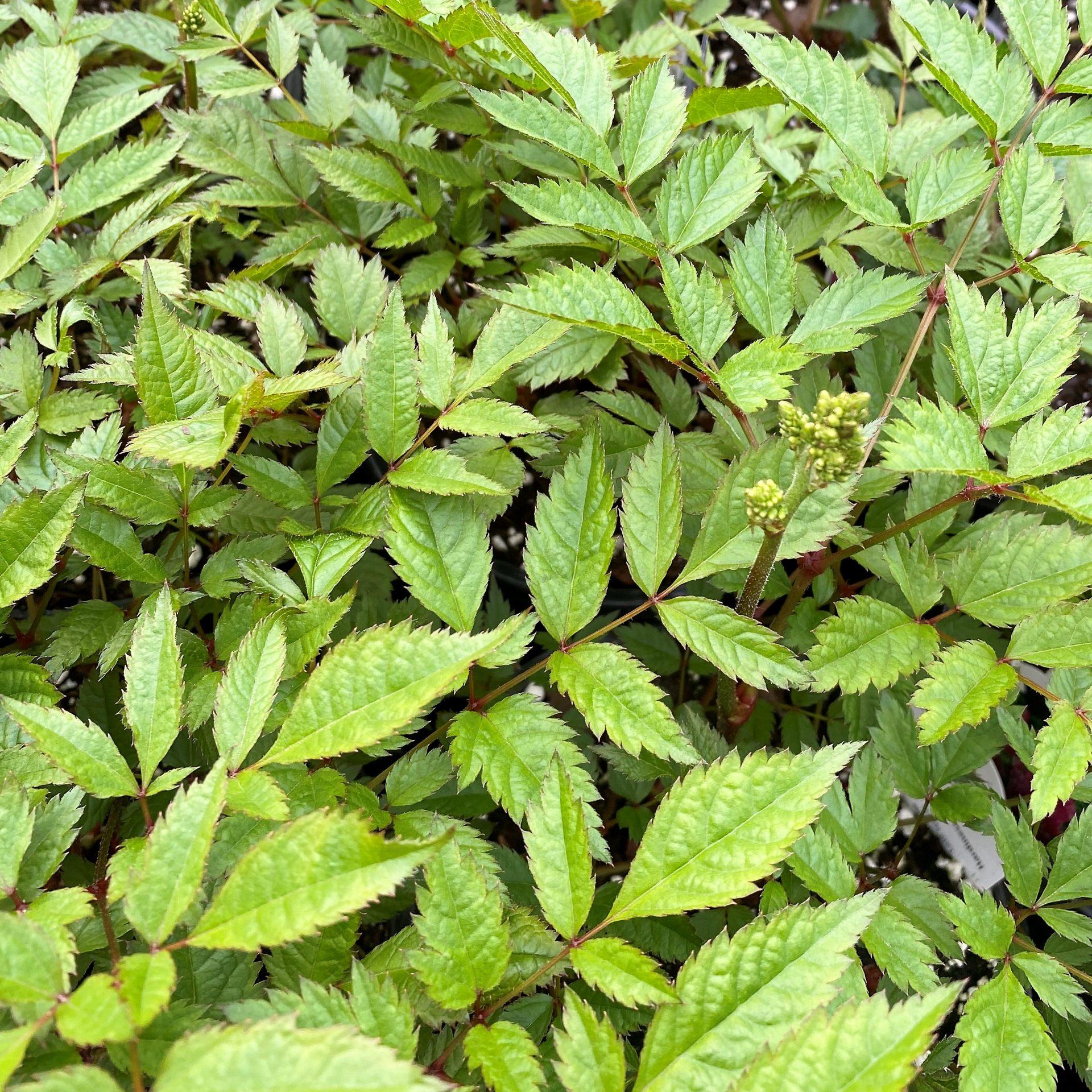 G737 Astilbe X Arendsii 'fanal' - View 26 from www redcrocus com