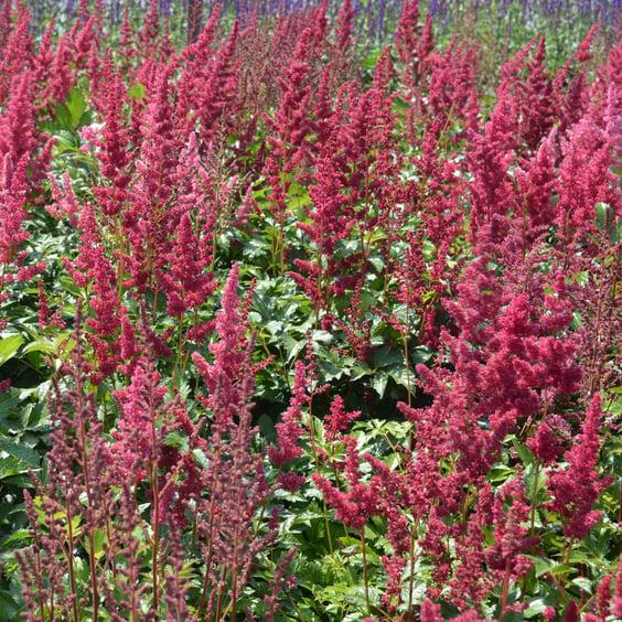 G737 Astilbe X Arendsii 'fanal' - View 27 from www redcrocus com