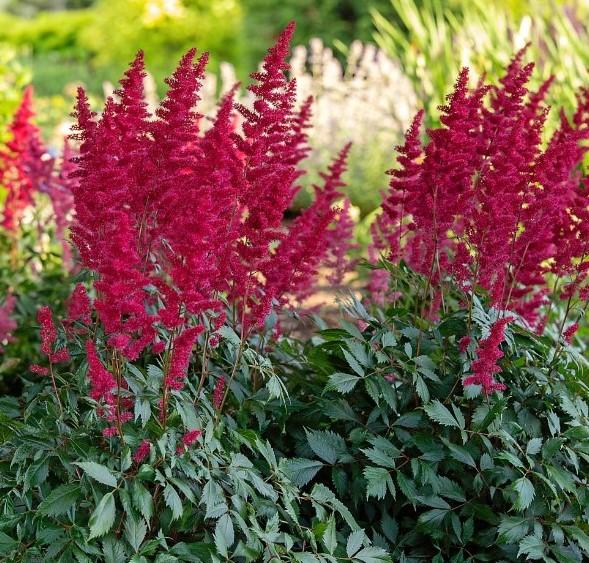 G737 Astilbe X Arendsii 'fanal' - View 28 from www redcrocus com
