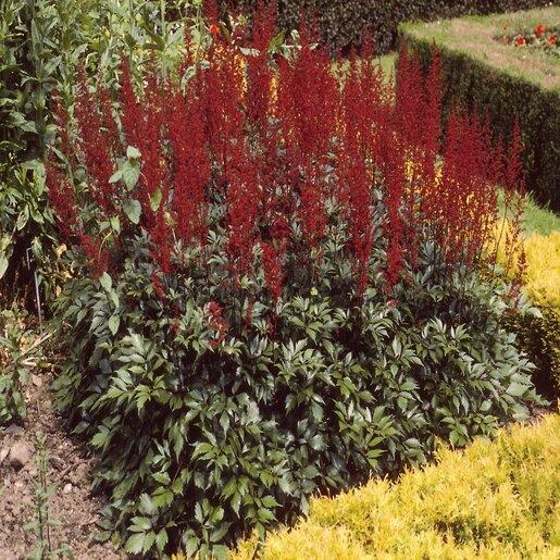 G737 Astilbe X Arendsii 'fanal' - View 29 from www redcrocus com