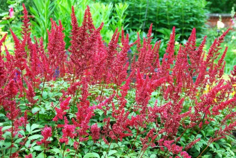 G737 Astilbe X Arendsii 'fanal' - View 2 from www redcrocus com