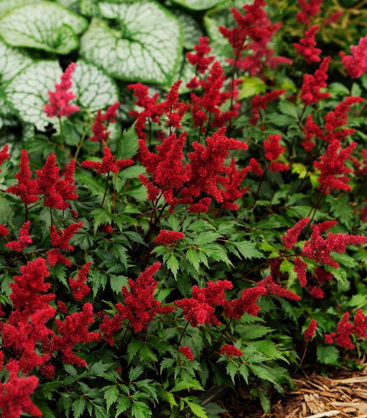 G737 Astilbe X Arendsii 'fanal' - View 30 from www redcrocus com