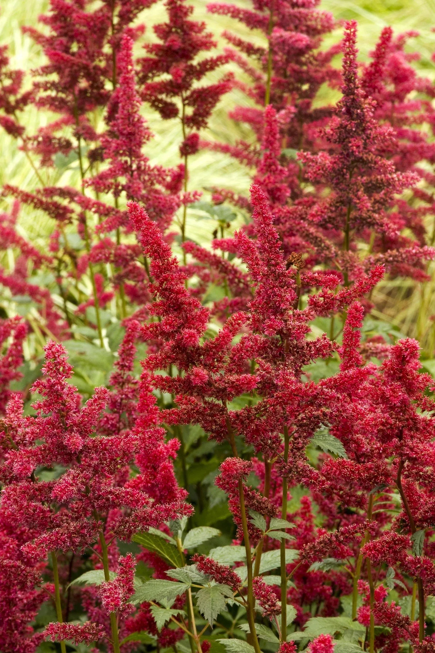 G737 Astilbe X Arendsii 'fanal' - View 31 from www redcrocus com