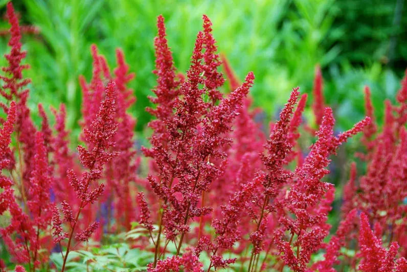 G737 Astilbe X Arendsii 'fanal' - View 3 from www redcrocus com