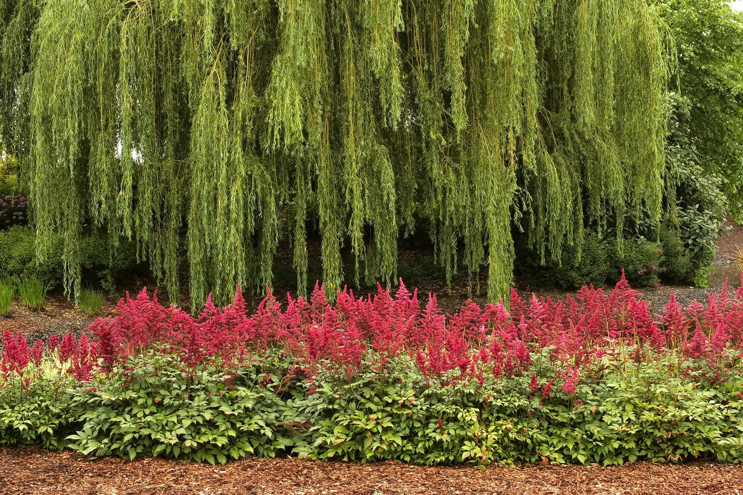 G737 Astilbe X Arendsii 'fanal' - View 4 from www redcrocus com