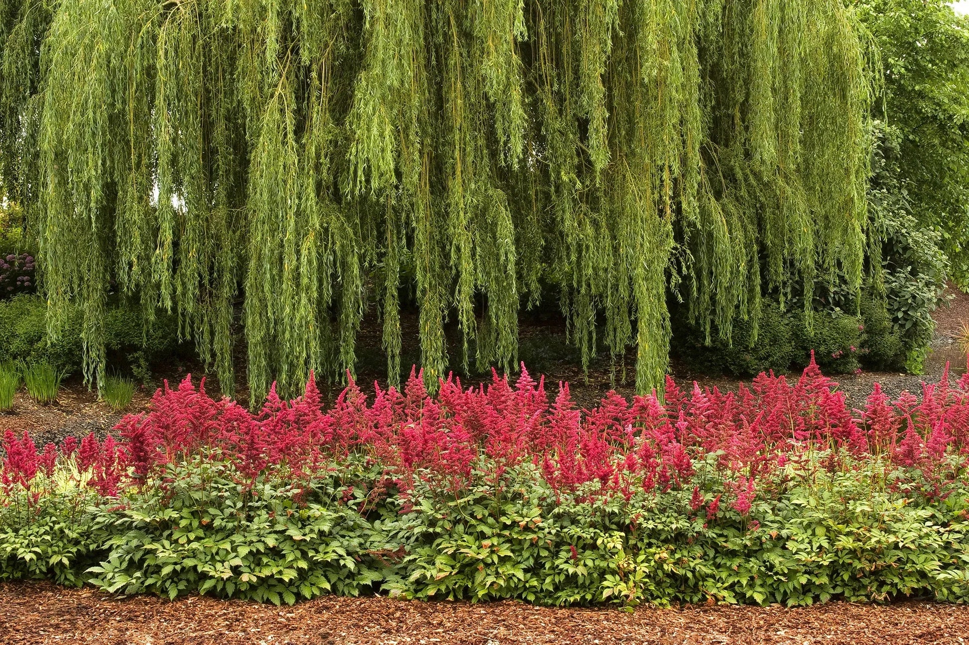G737 Astilbe X Arendsii 'fanal' - View 4 from www redcrocus com