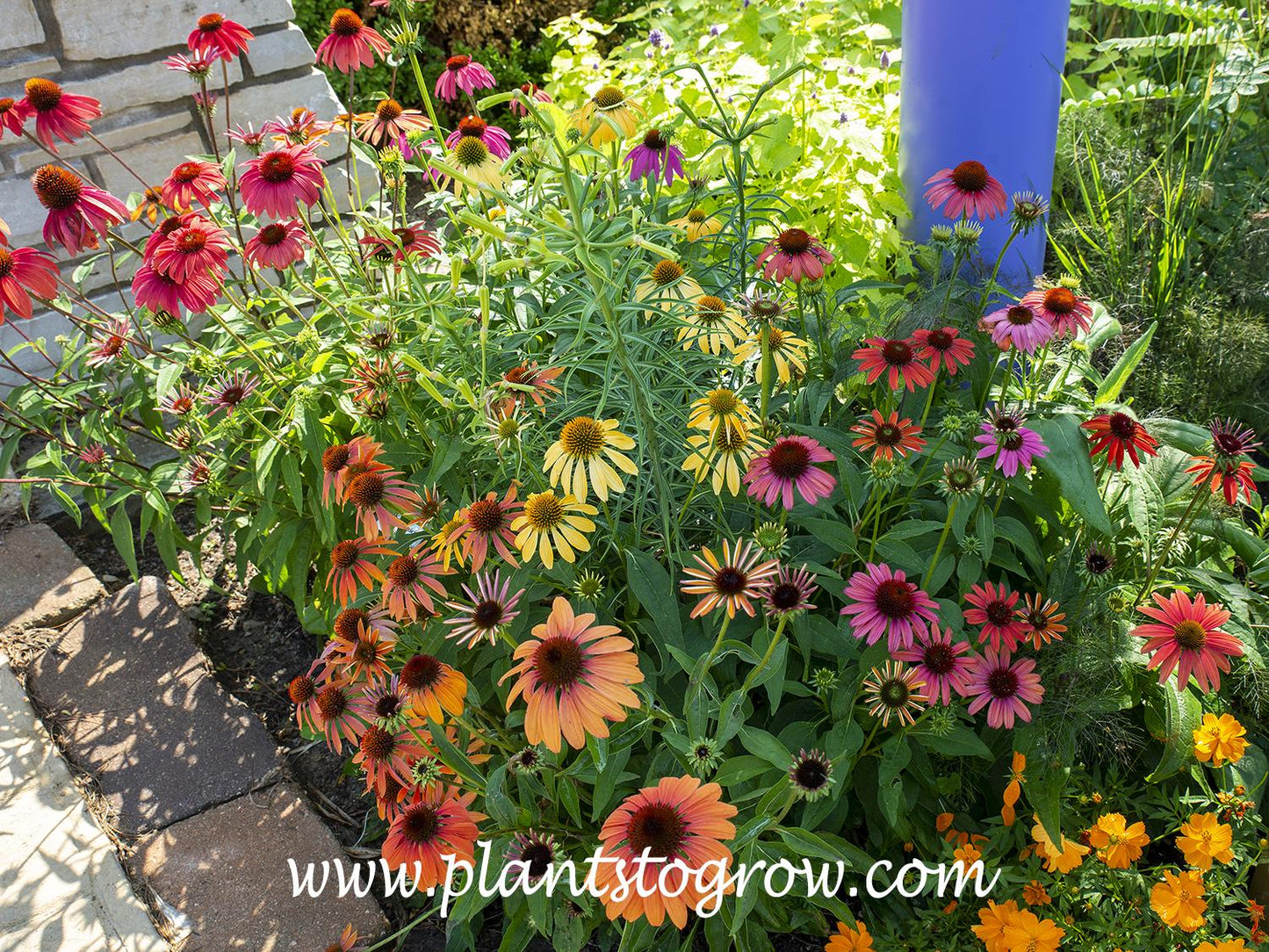 G738 Echinacea Purpurea 'cheyenne Spirit' - View 10 from www redcrocus com