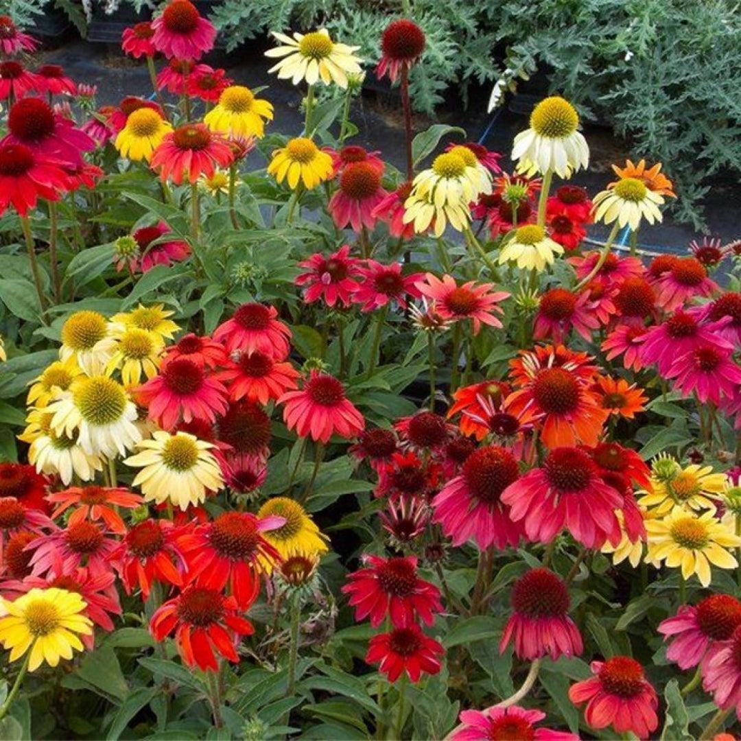 G738 Echinacea Purpurea 'cheyenne Spirit' - View 11 from www redcrocus com