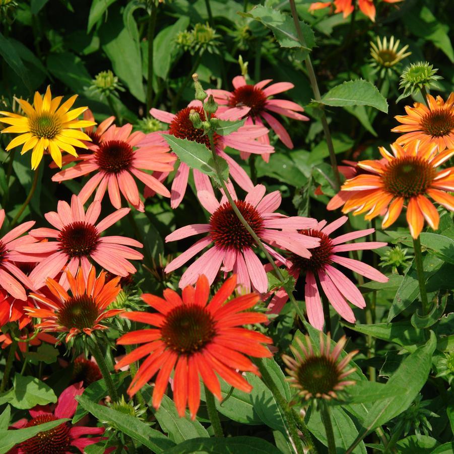 G738 Echinacea Purpurea 'cheyenne Spirit' - View 12 from www redcrocus com