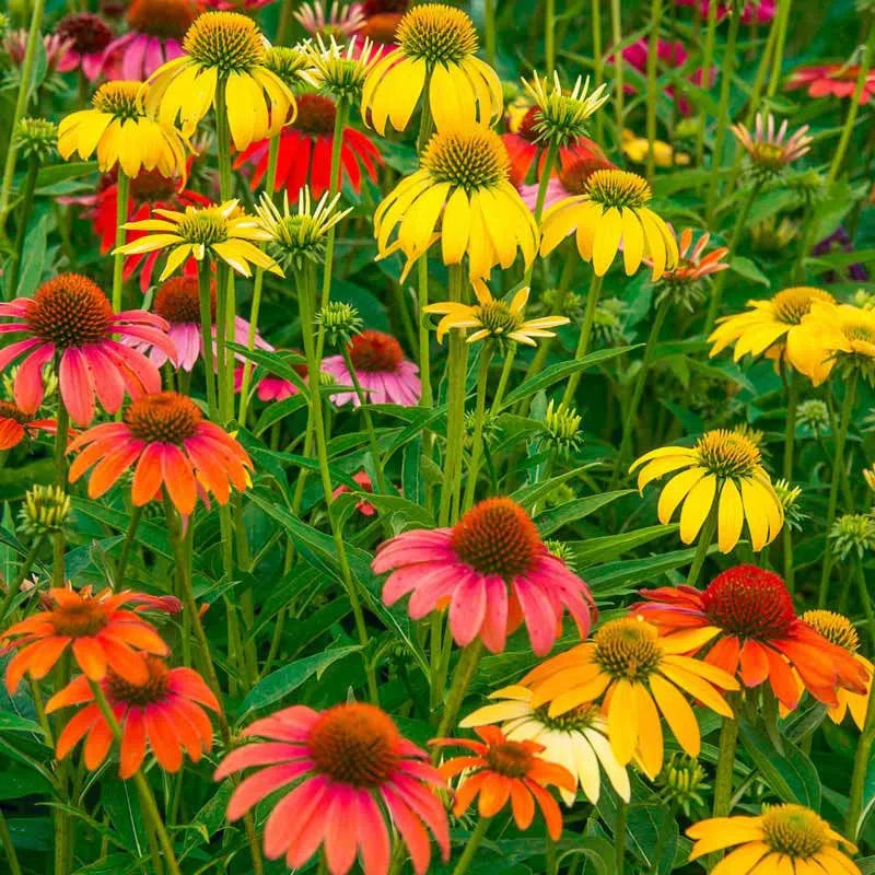 G738 Echinacea Purpurea 'cheyenne Spirit' - View 13 from www redcrocus com