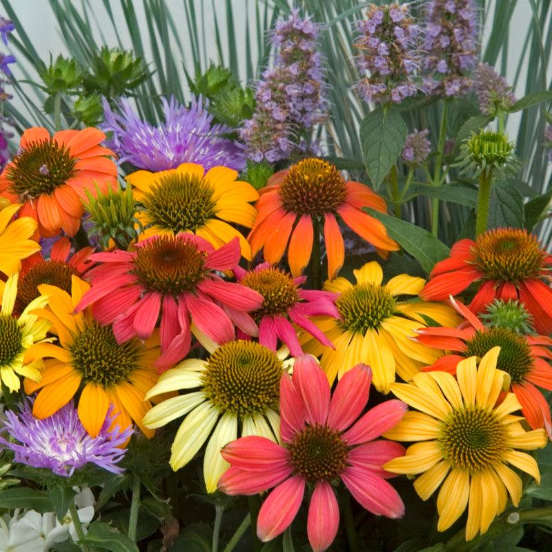 G738 Echinacea Purpurea 'cheyenne Spirit' - View 15 from www redcrocus com