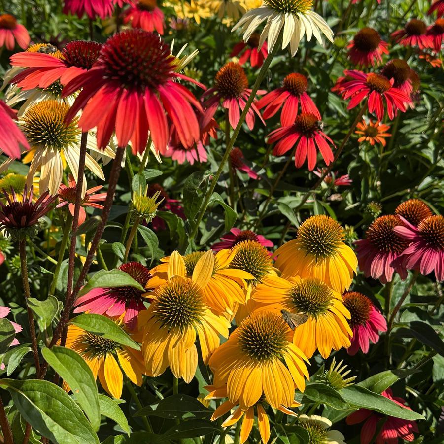 G738 Echinacea Purpurea 'cheyenne Spirit' - View 18 from www redcrocus com