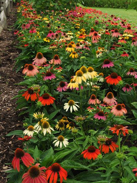 G738 Echinacea Purpurea 'cheyenne Spirit' - View 19 from www redcrocus com