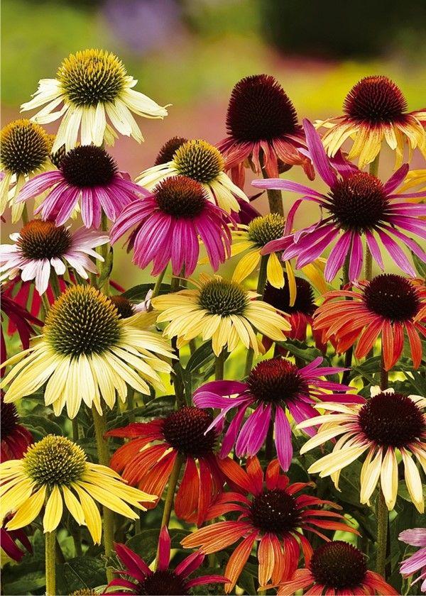 G738 Echinacea Purpurea 'cheyenne Spirit' - View 20 from www redcrocus com