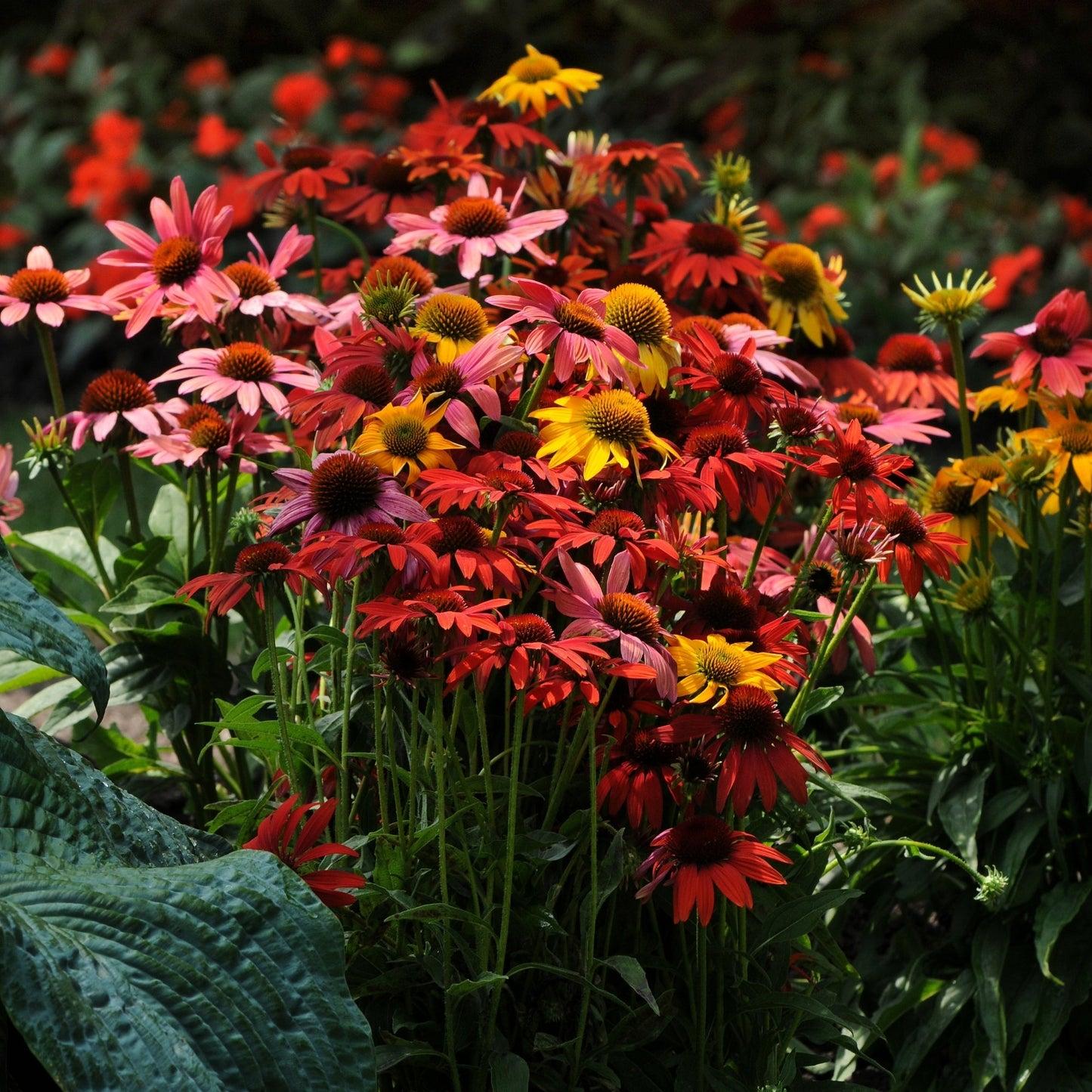 G738 Echinacea Purpurea 'cheyenne Spirit' - View 22 from www redcrocus com