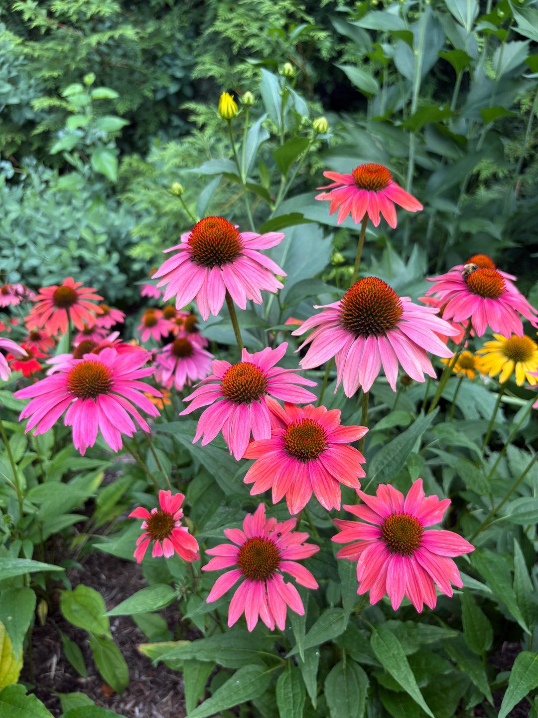 G738 Echinacea Purpurea 'cheyenne Spirit' - View 23 from www redcrocus com