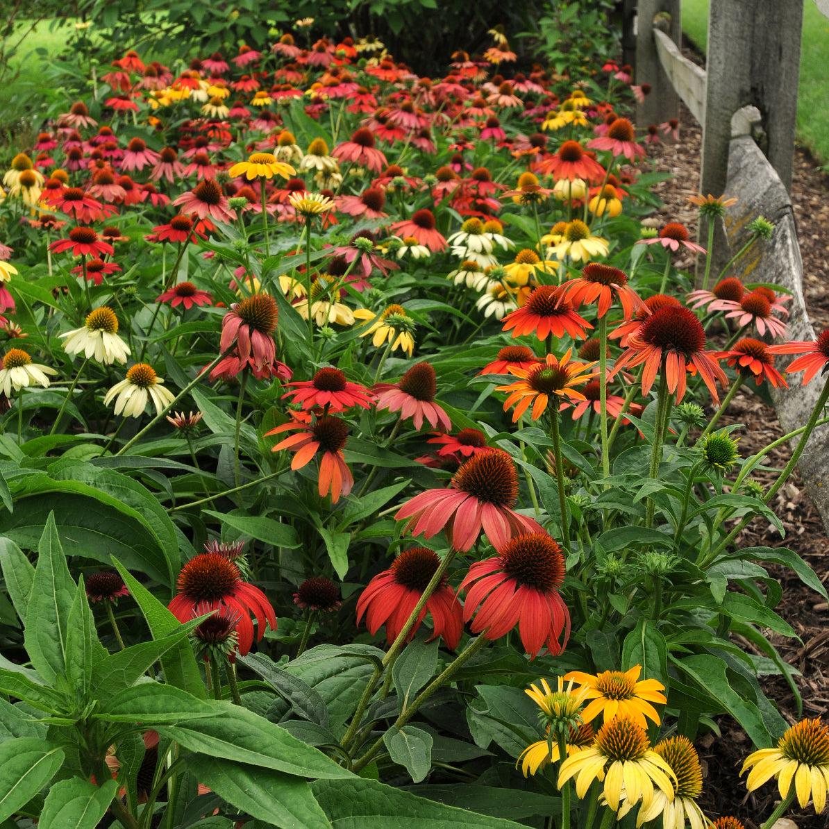 G738 Echinacea Purpurea 'cheyenne Spirit' - View 25 from www redcrocus com
