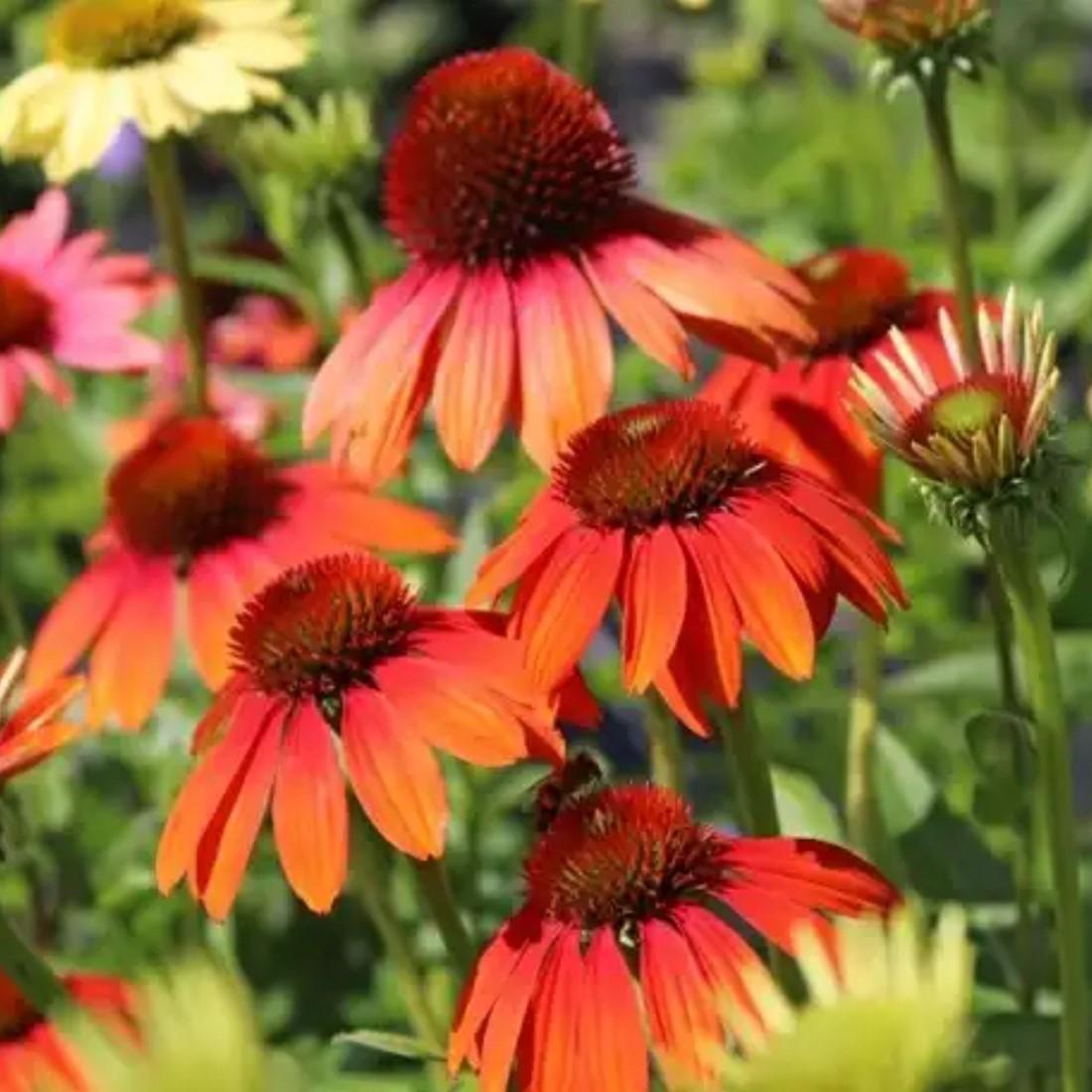 G738 Echinacea Purpurea 'cheyenne Spirit' - View 26 from www redcrocus com