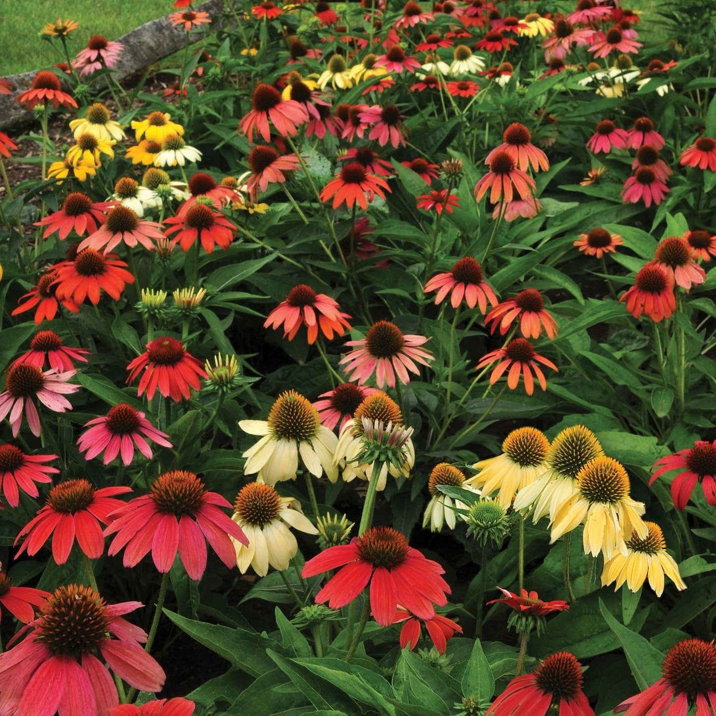G738 Echinacea Purpurea 'cheyenne Spirit' - View 27 from www redcrocus com