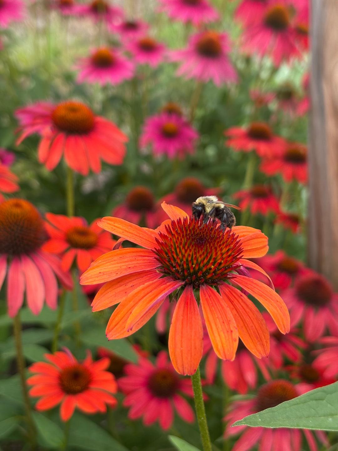 G738 Echinacea Purpurea 'cheyenne Spirit' - View 28 from www redcrocus com