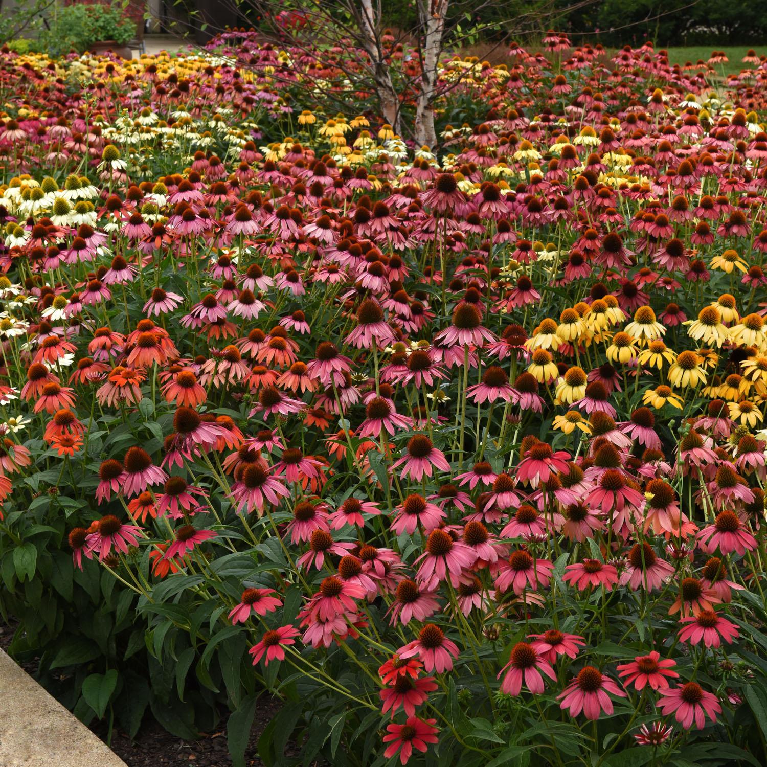 G738 Echinacea Purpurea 'cheyenne Spirit' - View 30 from www redcrocus com